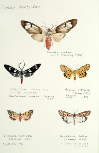 Family Arctiidae by Tiffany McNab