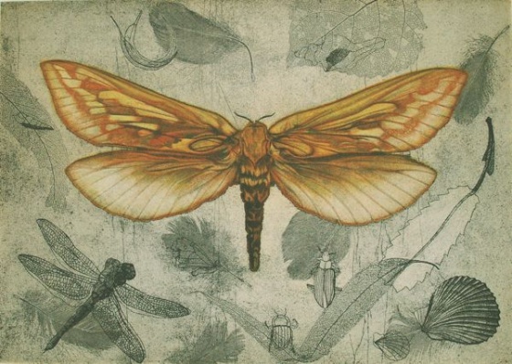Ghost Moth (Hepialus Humuli) by Tiffany McNab