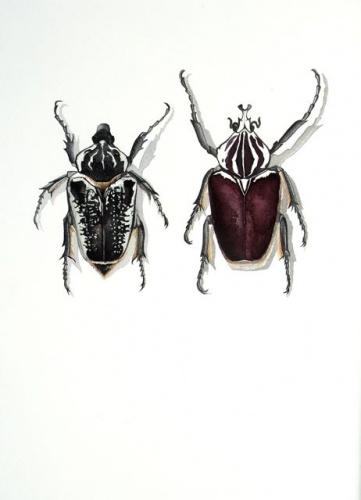 Goliathus giganteus - Goliathus regius by Tiffany McNab