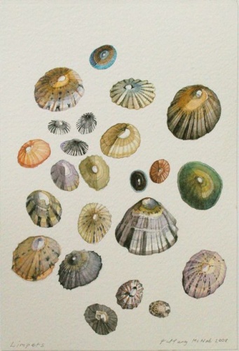 Limpets by Tiffany McNab