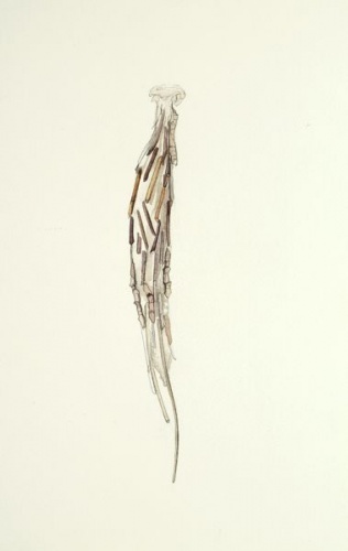 Oiketicus elongatus by Tiffany McNab