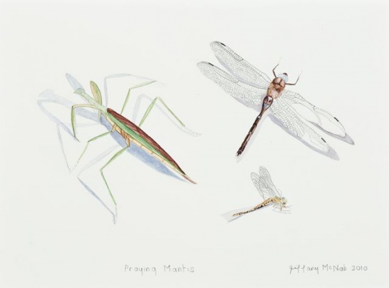 Praying Mantis by Tiffany McNab