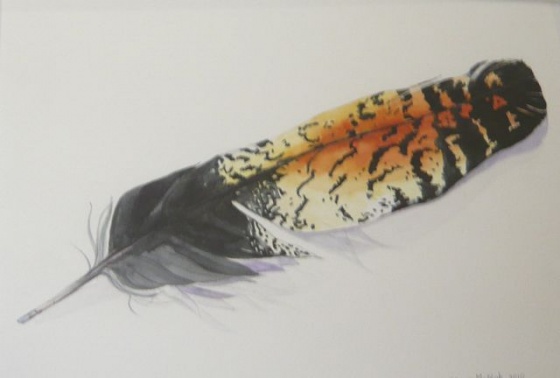 Red-tailed Black Cockatoo Feather by Tiffany McNab