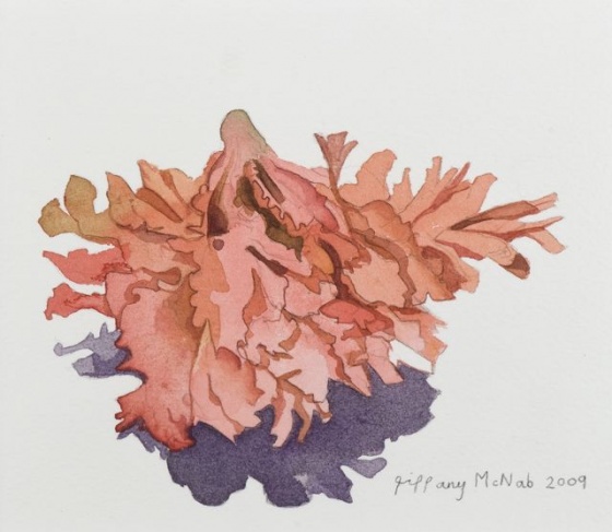 Sea Sponge by Tiffany McNab