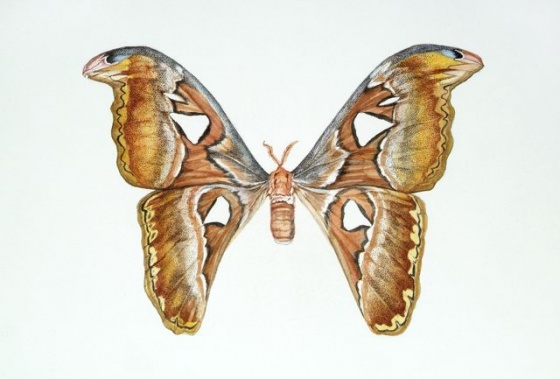 Tiffany McNab - Attacus atlas by Tiffany McNab