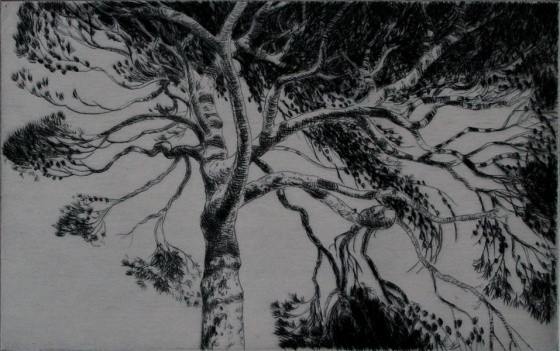 Canopy I by John Spooner