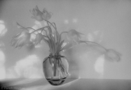 Dutch Tulips by Ponch Hawkes