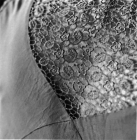 Filigree by Ponch Hawkes
