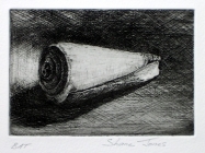 Cone Shell by Shane Jones