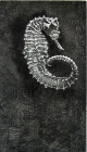 Seahorse by Shane Jones