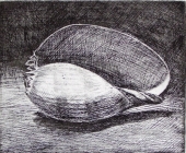 Volute by Shane Jones