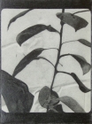 Untitled 1 by Miranda Leighfield