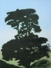 (untitled - tree) by Paula McLoughlin