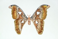 Attacus atlas by Tiffany McNab