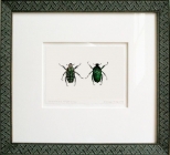 Chelorhina polyphemus (framed) by Tiffany McNab