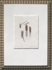 Clania ignabilis (framed) by Tiffany McNab
