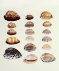 Cowries by Tiffany McNab