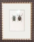 Goliathus giganteus - Goliathus regius (framed) by Tiffany McNab