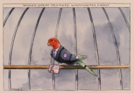 Bracks Parrot by John Spooner
